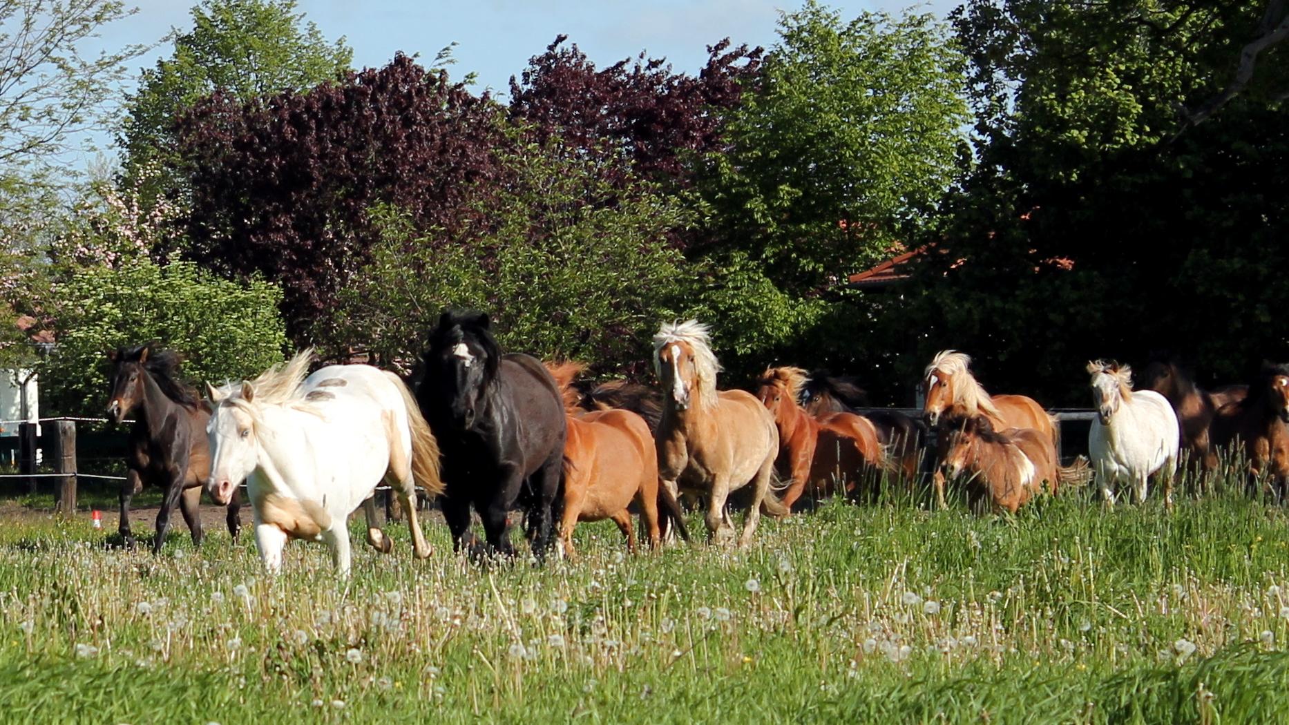 Brandenburg: Ponyhof-Ferien für Regenbogenfamilien im September vom 24. bis 26.09.